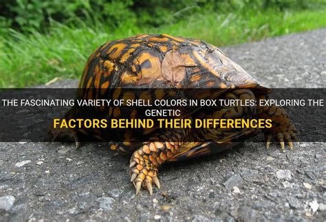 The Potential Medical Applications of the Mabih Red Waist Color in Turtles